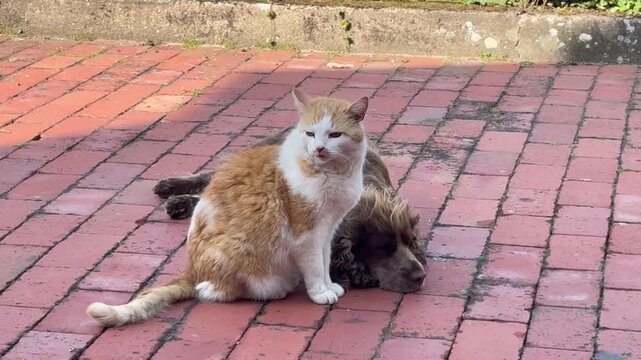Cat Resting Beside Cocker Spaniel on Brick Patio - Horizontal video showing a relaxed red and white cat sitting closely beside a resting Cocker Spaniel on a brick patio. Peaceful companionship and tru