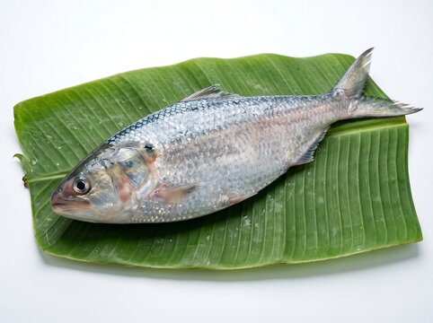 Traditional Fresh Silver Fish on Green Banana Leaf Isolated on White Background, Authentic Bengali Culture Traditional Seafood Food Photography
