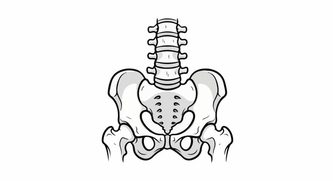 Anatomical illustration of the human pelvis and lumbar spine