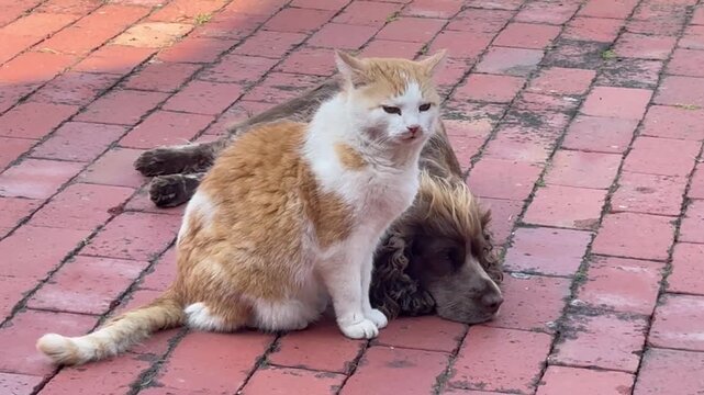 Cat and Cocker Spaniel Relaxing Together on Brick Patio - Horizontal video showing a red and white tabby cat sitting calmly beside a relaxed Cocker Spaniel on a brick patio. Peaceful companionship bet