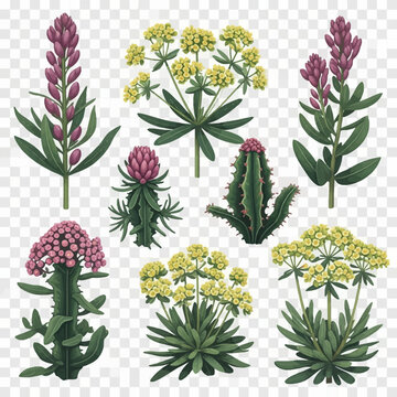 Detailed botanical illustration set including yellow flowering euphorbia, tall purple flower spikes, and spiny green succulents with pink buds, isolated on a transparent grid background.
