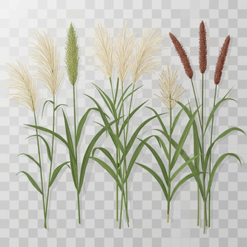 Botanical collection of ornamental miscanthus and muhly grass varieties with feathery plumes in cream, red, and green colors, isolated on transparent background vector illustration.