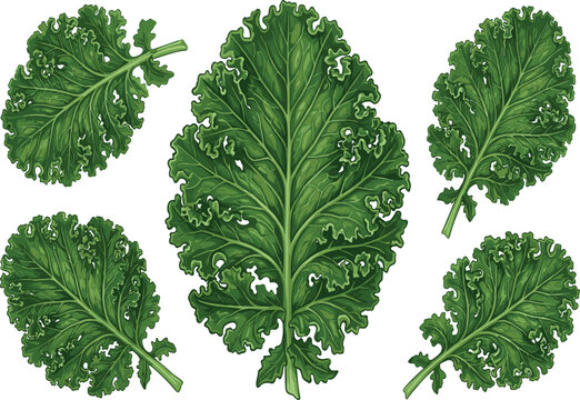 Organic curly kale leaf set healthy raw vegetable vector graphic, realistic green vegan food ingredients for salad