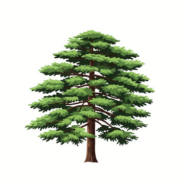Detailed vector illustration of a deodar cedar tree featuring dense green needles and a brown trunk, isolated on a white background. Evergreen coniferous spruce for nature design themes.