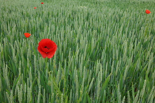 Bl&uuml;hender Mohn in einem Kornfeld - bei Eisborn, Sauerland