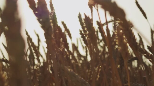 Agriculture involves cultivation wheat farm. Wheat grains essential agriculture, and every farm aims good harvest. Harvest time crucial in agriculture for collecting wheat. farm relies grains wheat
