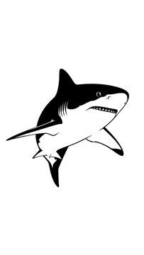 Black and white shark swimming fast.