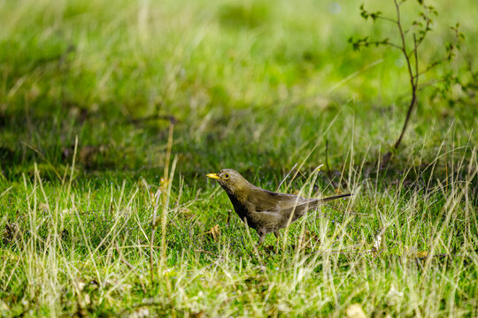 Sie steht inmitten des hohen, taunassen Grases wie eine kleine Botschafterin des Augenblicks. Die Amsel, mit ihrem aufmerksamen Blick und dem gelben Schnabel, der einen herrlichen Kontrast zum sanften