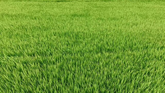 Aerial tracking shot of rice paddy swaying in wind across rural farmland with descending top down movement.