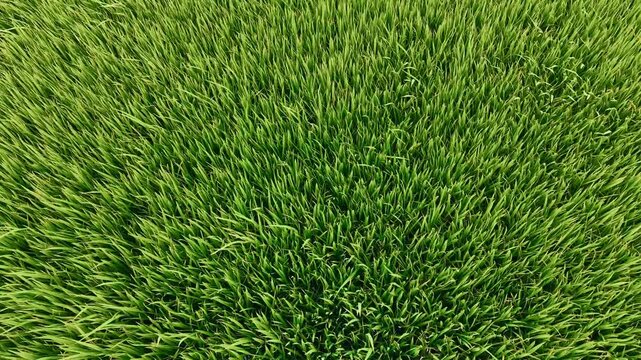 Aerial view rice paddy grass swaying in wind over terraced farmland during daytime.