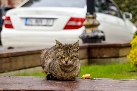 Street cat sitting on wet grass with car in background, Istanbul, Turkey
