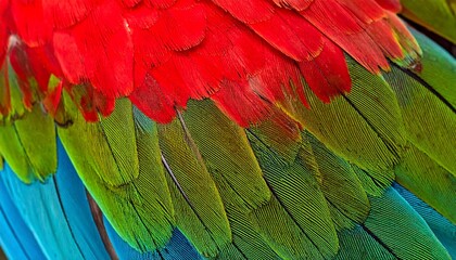Obraz premium Vibrant macaw feathers - A close-up of red, green, and blue plumage.