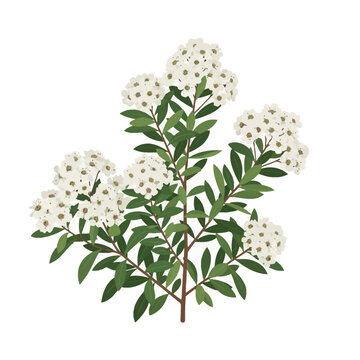 Vector illustration of a Spiraea vanhouttei branch featuring clusters of small white five-petaled flowers and green leaves on woody stems isolated on a white background.