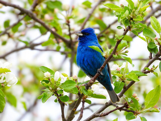 Fototapeta premium Indigo Bunting in full breeding plumage putting on a very good show to attract a mate.