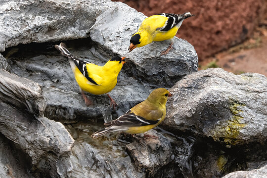 Goldfinches (Spinus tristis) drinking at waterfall; Laramie, Wyoming