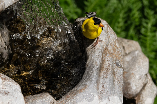 Goldfinch (Spinus tristis) at waterfall; Laramie, Wyoming