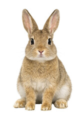 Obraz premium Realistic brown rabbit sitting and looking directly at the camera, isolated on white background