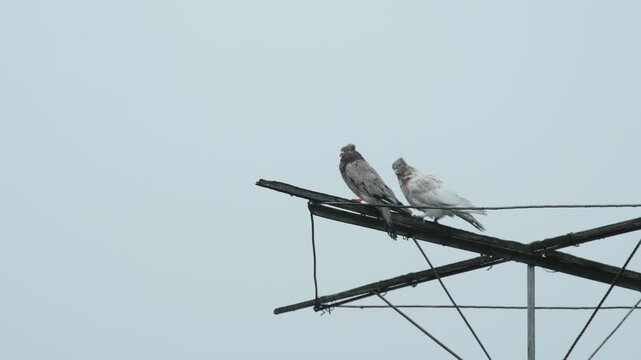 Pair of domestic pigeons sitting on an old wooden frame under a heavy downpour, with visible lightning striking in the background.
