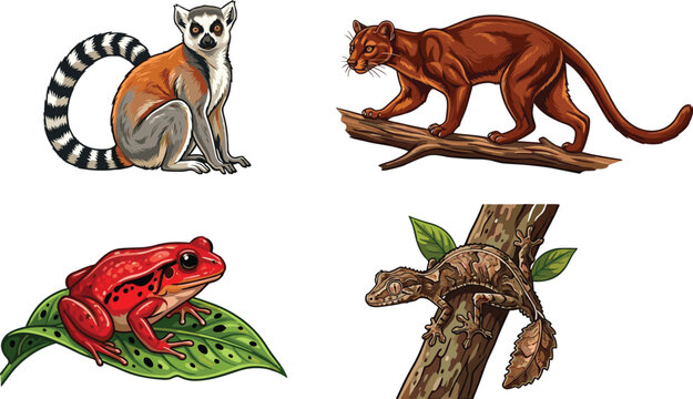 Exotic Madagascar Wildlife Vector Set with Ring-Tailed Lemur, Fossa, Poison Dart Frog, and Leaf-Tailed Gecko for Nature Designs
