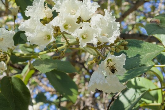 Honey bee pollinating white flowers of Cordia africana tree