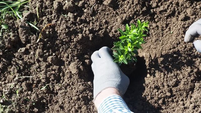 Gloved hand planting a green seedling in rich brown soil. Symbolizes spring gardening, sustainable agriculture, and new growth. Ideal for eco-friendly, farming, and environmental content. Top view wit