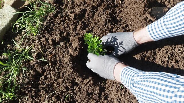 Gloved hand planting a green seedling in rich brown soil. Symbolizes spring gardening, sustainable agriculture, and new growth. Ideal for eco-friendly, farming, and environmental content. Top view wit