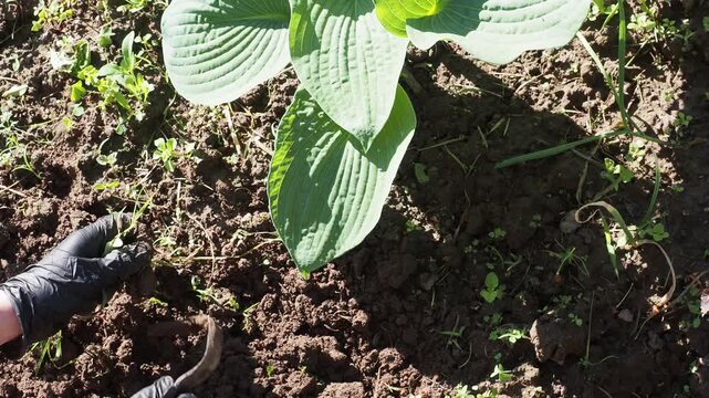 Hands in black gloves using a hoe to remove weeds from garden soil. Symbolizes organic gardening, lawn care, and sustainable agriculture. Ideal for landscaping, farming, and environmental content