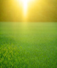 Naklejka premium Meadow field background. Summer scenic environmental.