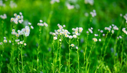 Fototapeta premium Wildflower meadow creates natural spring scenery. Delicate wildflower blossoms glow in sunlight. Wildflower field feels peaceful and vibrant. Soft wildflower texture supports floral background.