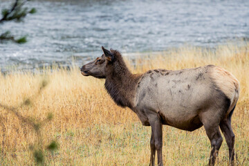 Fototapeta premium Elk Standing by Riverside