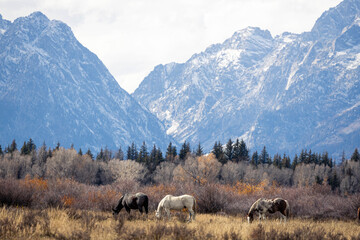 Fototapeta premium Horses Grazing in Mountain Meadow