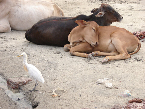 Village beach Malvan coastal region of India