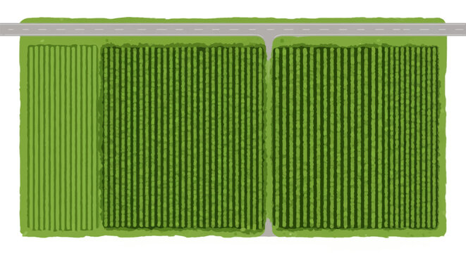Aerial view vector illustration of organized green agricultural farmland featuring parallel crop rows, a horizontal asphalt road, and a central access path between cultivated fields.