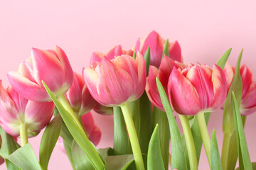 Fototapeta premium Bouquet of pink tulip flowers isolated on pink background. Closeup