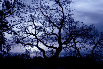 Naklejka premium tree silhouette at blue sunset