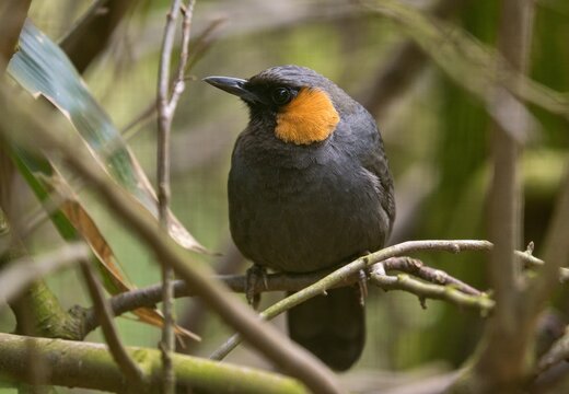 rufous-cheeked laughingthrush