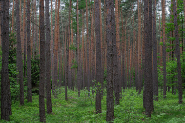 Las sosnowy. Pine forest. © tom