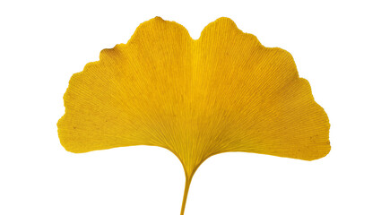 Naklejka premium Yellow Ginkgo Biloba Leaf Veined Texture