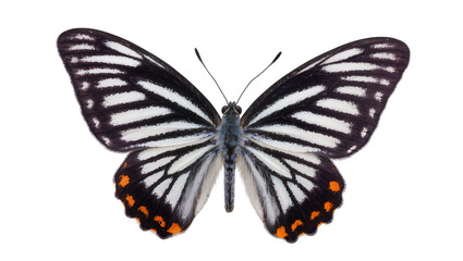 Black and white striped butterfly with orange spots on wings © Lena