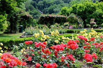 Rosen im Freiburger Stadtgarten im Frühling © christiane65