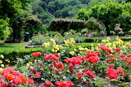Rosen im Freiburger Stadtgarten im Fr&uuml;hling