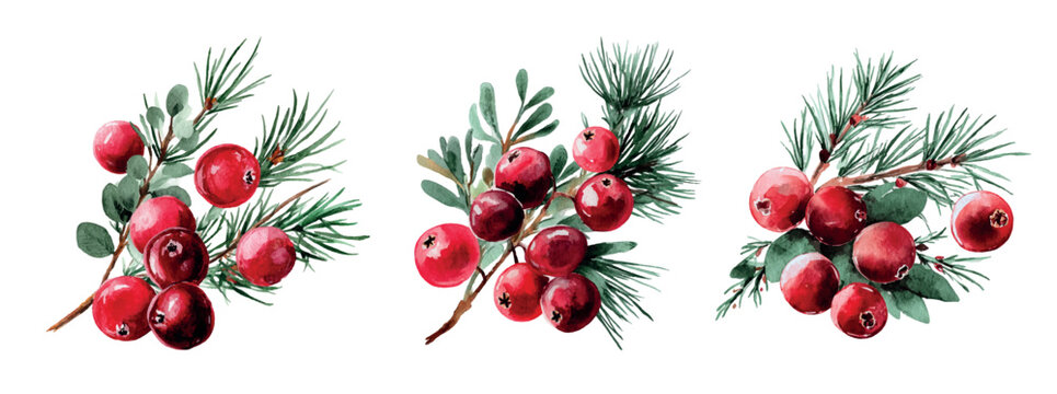 Three watercolor sprigs featuring vibrant red cranberries and evergreen pine needles, creating festive botanical elements for winter designs and seasonal celebrations