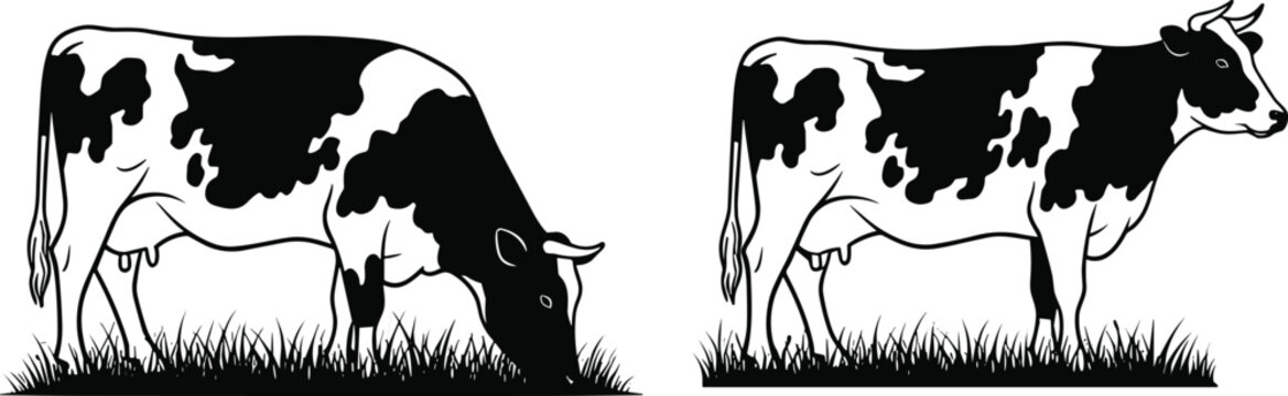 Holstein Dairy Cow Silhouette Set with Grazing and Standing Cattle Farm Animal Vector Illustration