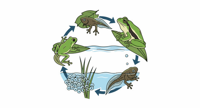 Frog life cycle from eggs to tadpole to adult frog