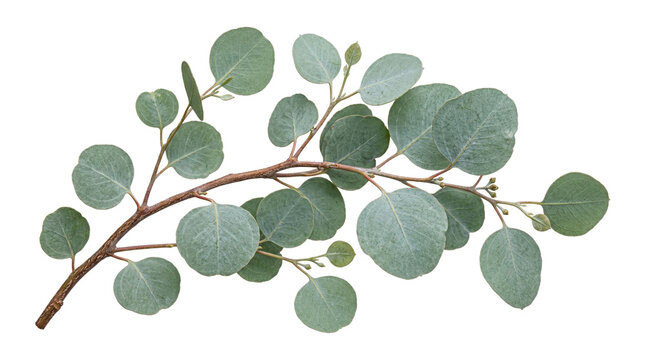 Eucalyptus branch with round green leaves isolated on transparent background, natural element for design, png.
