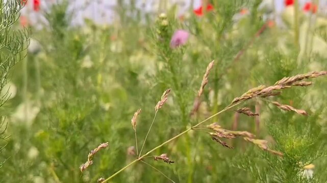 Low‑Angle Poppy Field View Toward Sky &mdash; Dramatic Floral Perspective