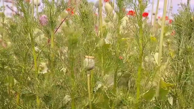 Low‑Angle Poppy Field View Toward Sky &mdash; Dramatic Floral Perspective