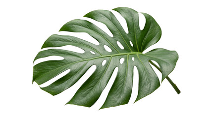 Monstera deliciosa leaf, swiss cheese plant, tropical foliage, large green leaf isolated on transparent background, png. © Png ProTeam