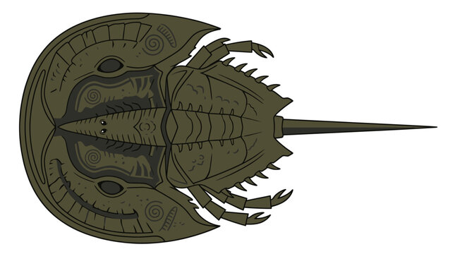 Horse Shoe Crab Shell Marine Animal.