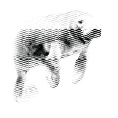 Black and white manatee isolated on white background, halftone raster vintage swimming sea cow vector illustration, monochrome dot pattern marine mammal wildlife artwork © Pixel Art